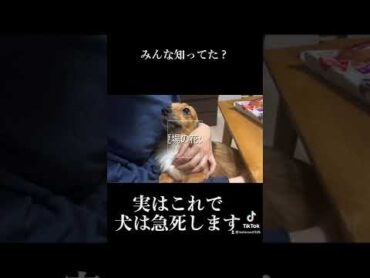 犬がこれで急死してしまいます。shorts
