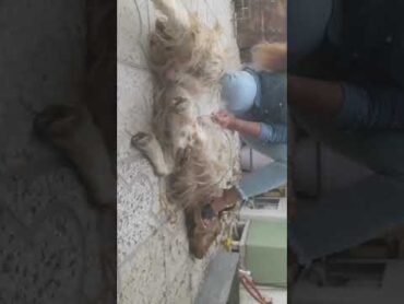 Woman slaughter goat,,سربریدن گوسفند توسط خانم