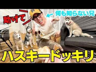 【ドッキリ】潔癖症の兄が帰宅したら家に大量のハスキー居るドッキリがギリハッピーwwwwww