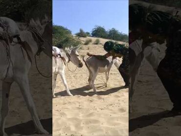 donkeyhorsefunny duetz funnyhorse animals equestrain