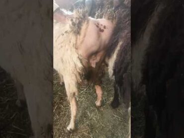 موسم تزاوج الأغنام