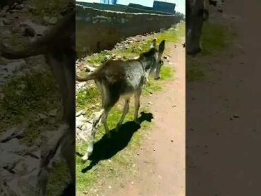 صغير الحمار يسمى جحش