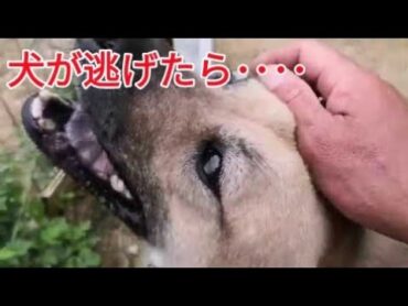 【犬が逃げた時】対処方法