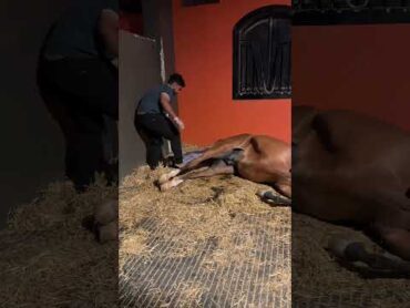 ولادة الخيل Moments of the birth horse horse horselover
