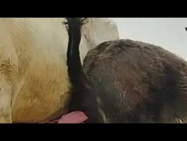 best time for donkey mating // تزاوج الحمار والحمارة // تزاوج الحمير