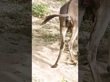 Donkey waiting for male donkeyDonkey meet donkey