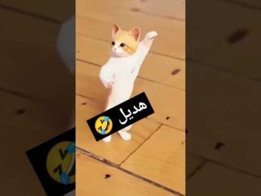 الاكتر طلبا...هديلهديل الجزائر العراق السعودية قطر الامارات الكويت البحرين اليمن cutebabyجوجو