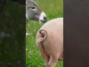 Animal Wonders The Protective Donkey & The Smart Pig