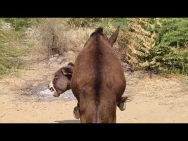 donkey mating