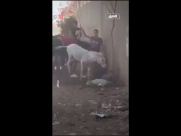 مصر.. سائحة أجنبية تضرب سائساً اعتدى على حمار