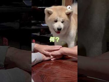 秋田犬さんと団結してみた♪｜PECO pecomusic 秋田犬 大型犬 愛犬家 秋田犬がいる暮らし akitainu dog akitainulife doglover
