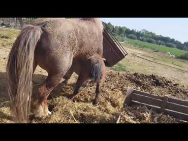 The horse mates