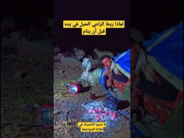 راعي غنم ينام بين أغنامه في البادية ليحرسها من الذئاب والسرقة فهمنة تربية الغنم تحتاج إلى صبر ومعرفة