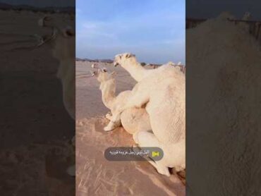 تتزاوج الإبل مرة في السنة ماشاءاللہ shorts camel viral
