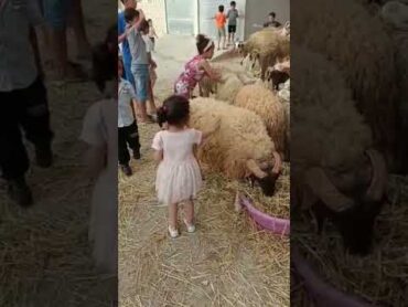 ب ج خ ت ح س ش ك م ن