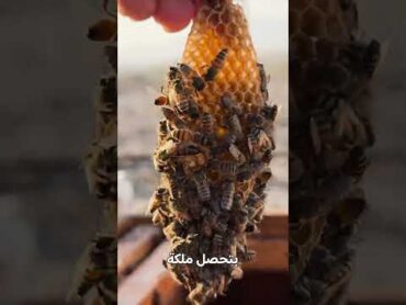 شوفوا ملكة النحل وين موجودة 🌟