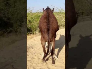 Wow Donkeys Full Enjoy 😄 animals donkey shortvideo youtubeshorts