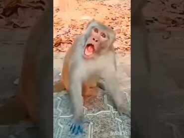 cute tui 🐦💞 & monkey 🐒 funny 🤣funnyvideos tui monkey viral video funny cute shorts