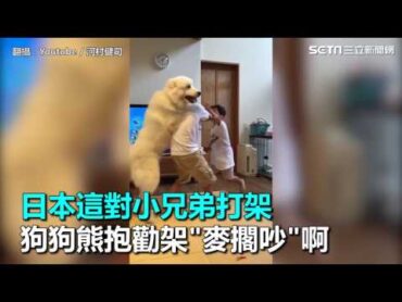 日本這對小兄弟打架 狗狗熊抱勸架"麥擱吵"啊｜三立新聞網SETN.com