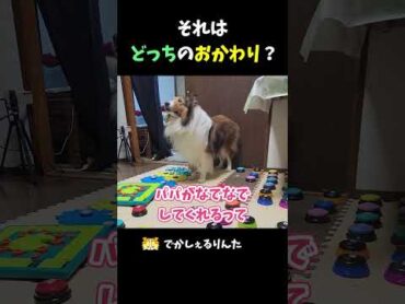 それはどっちのおかわり？【会話ボタンでしゃべる犬】 shorts 犬