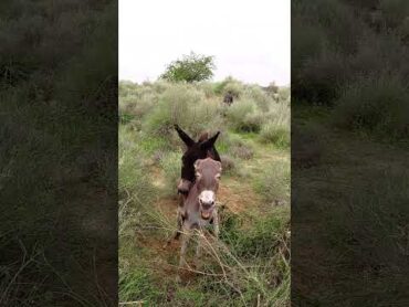 donkeys donkeys animals donkeys