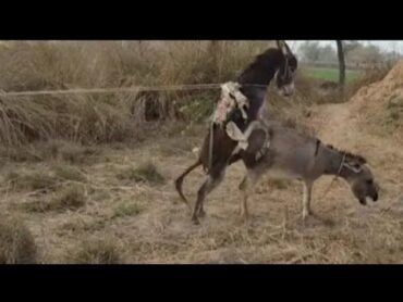 OMG Donkey Meeting Sexy Tow Donkey 🐴