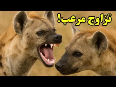 تزاوج الضباع… لماذا تمتلك الأنثى عضوًا ذكريًا؟! 😳 حقائق مرعبة لا تُصدّق عن عالم الضباع!