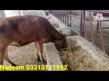 Sex Semen Jersey Bachry Age 9 Months (68,000)/سکس سیمن کی جرسی بچھڑی