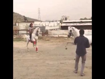 رقص الفرس
