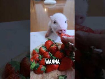 cute pets