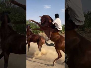 حصان عربي اصيل 🔥😱