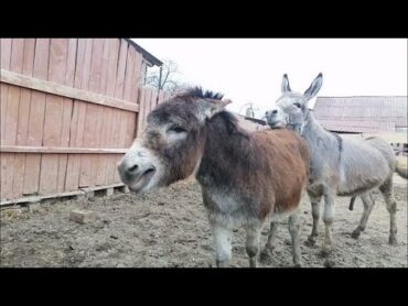 Donkeysghadha donkey fypviralシ trending foryou viraldonkey happypets youtubeshorts