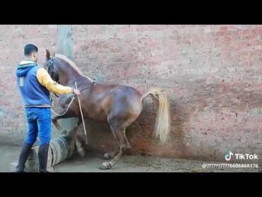 رقص الخيل العربي2019 هيبهرك