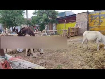 Donkey behavior in nature  animal science documentary/donkey mating