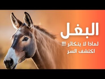 🔹 البغل: المخلوق العجيب الذي جمع بين قوة الحصان وذكاء الحمار  وثائقي