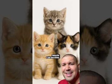 Subscribe if you love kittens ❤️❤️❤️ shorts viral kitten cat comedy cute  usa