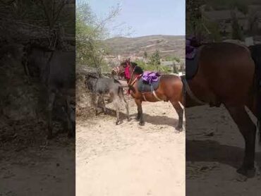 Funniest Donkey Ever Donkey Training the fun way 2312