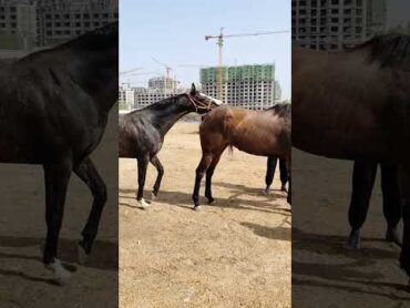 Horse Short Film shorts