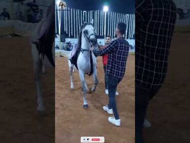 أجمل خيل عربي يرقص