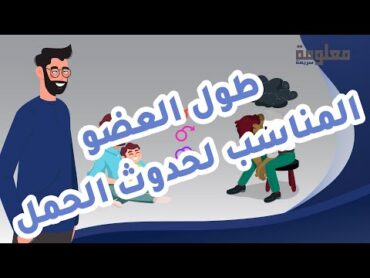 طول الانتصاب المناسب لحدوث الحمل