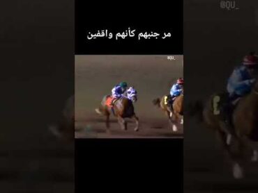 خيل الخيل حصان horse