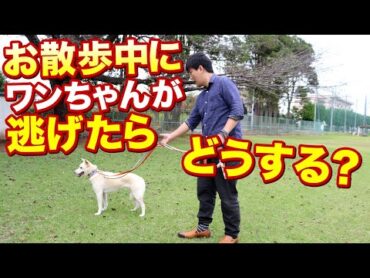 お散歩中に愛犬が逃げたらどうする？実践トレーニング！