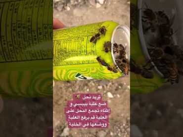 صيد  النحل بطريقة سهلة