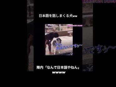 日本語を話しまくる犬wwwしゃべる犬 ハスキー 犬 おすすめ