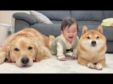 急成長の裏には豆柴とゴールデンレトリバーの協力がありました...