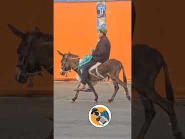 من اجمل ما ركبت في حياتي،  ركوب الحمير،  تبارك الله اكسبلور اشتراك شير متابعة