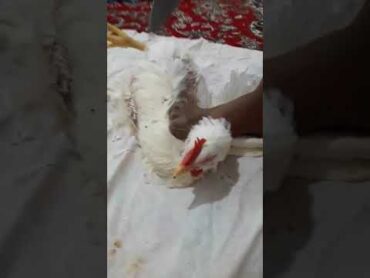 سر بریدن مرغ توسط زن زنان قصاب ذبح مرغ زنان مرغ زن سربریدن ذبح گوسفند زن قصاب