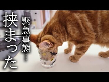 ハスキー犬がくんくん鳴くのでついて行くと子猫が...