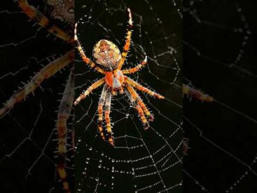Different types of spiders have been seen🕸️🕷️🕷️🕸️reelsindia spider video