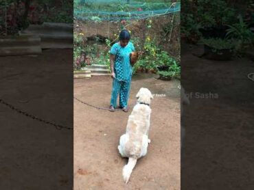 എന്റെ കോഴിനെ പിടിക്കാൻ ഇങ്ങോട്ടു വാ.. നിന്നെ ഞാൻ ശെരിയാക്കും shorts